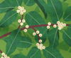 white fig berries on branches among green leaves