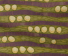 striped abstract 'woodlands' pattern based on the bark and seeds of the cycad